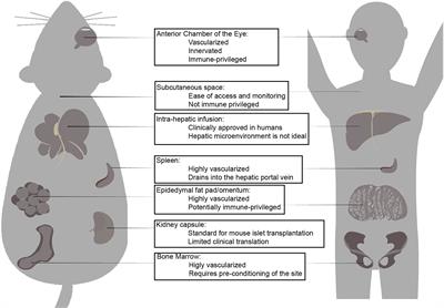 Advances in Pancreatic Islet Transplantation Sites for the Treatment of Diabetes